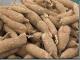 What Do You Know About Cassava Root