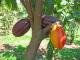 Rare Cacao Beans Discovered In Peru