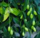 Herbal Remedies For Impetigo