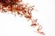 How To Use Saffron Threads In Daily Cooking