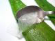 Herbal Remedies For Jock Itch