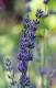 Lavender Medicinal Uses
