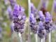 Herbal Remedies For Nail Fungus