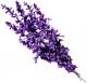 Lavender Menu