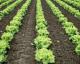 History Of Lettuce