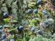 What Are The Health Benefits Of Maqui Berry