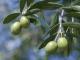 How To Burn Olive Leaf Extract And Its Uses