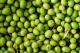 How To Make Olive Oil From  Uncured Olives
