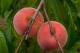 How To Use Peach In Recipes