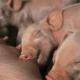 How To Buy A Suckling Pig In The Bronx