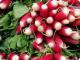 Radish Medicinal Uses