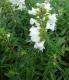 What Are The Traditional Uses Of Summer Savory