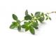 Thyme Menu
