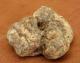 Billionaire Pays $417,200 At Truffle Sale 