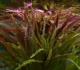 &nbsp;Herbal Remedies For Peptic Ulcer&nbsp;Treatment