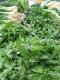 Herbal Remedies For Vertigo Treatment
