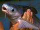 The Battle For Basa Goes On - Where Do You Stand?