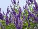 Vitex Capsule Benefits