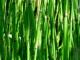 Herbal Remedies For Epididymitis