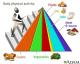 Learn About Food Pyramids And Healthy Diets