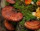 What Are The Benefits Of Using Ganoderma In Daily Diet