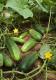 What Makes Cucumbers Bitter