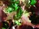 Herbal Remedies For Gynecomastia 