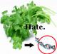 Do You Have a Cilantro Hating Gene?
