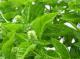 What Are The Health Benefits Of Basil? – The Herb That Flavors And Cures.