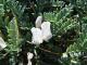 Herbal Remedies For Genital Herpes
