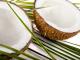 How To Eat A Coconut? –  The All-in-all Edible Fruit 