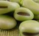 How To Eat Koukia - The Greek Fava Beans