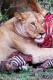  Lions Share For The Dorobo