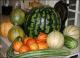 How To Grow Melons?