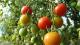 How to Grow Organic Tomatoes