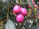 Herbal Remedies For Psoriatic Arthritis