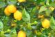 How To Grow Lemon Trees?