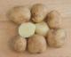 Potato 101 Course