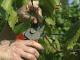 How To Prune Grape Vines - The Easy Way To Grapes
