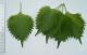 Herbal Remedies For Schizophrenia