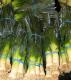 Herbal Remedies For Social Anxiety