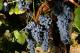 Benefits Of Grape Enzyme 