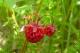 What Are The Edible Wild Plants In Washington State