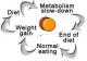 How Yo-Yo Dieting may weaken Immune System