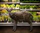 Wild Creatures Go 'shopping' In Supermarkets