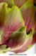Artichoke