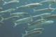Popularity Of Sardines !
