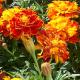  Edible Flowers