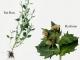 Need Of Scientific Names Of Plants?