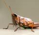 When In Newyork City Try Eating Bugs